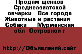 Продам щенков Среднеазиатской овчарки - Все города Животные и растения » Собаки   . Мурманская обл.,Островной г.